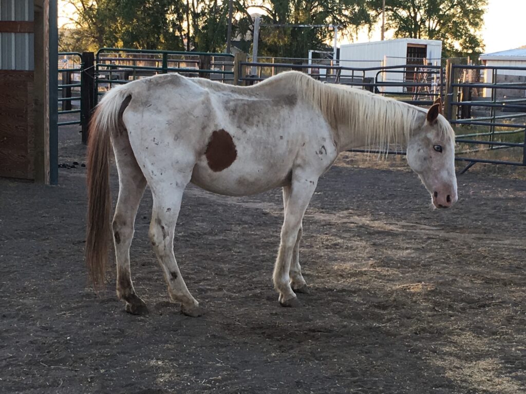A white horse with a brown spot and white mane. Her tail is an ombre down to brown.